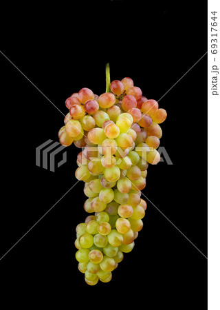 Bunch of sultana grape isolated on black background. Bunch of sultana grape isolated on black background. 69317644