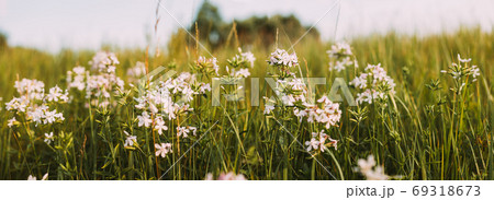 Panoramic View Of Pink Flowers Of Saponaria Officinalis On Field In Summer Day 69318673