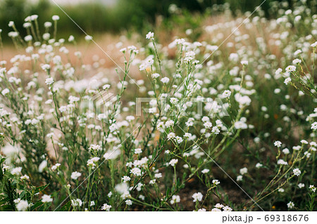 White Flowers Of Berteroa Incana On Field In Summer Day 69318676