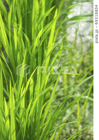 初夏のイネと背景の水草 69318804