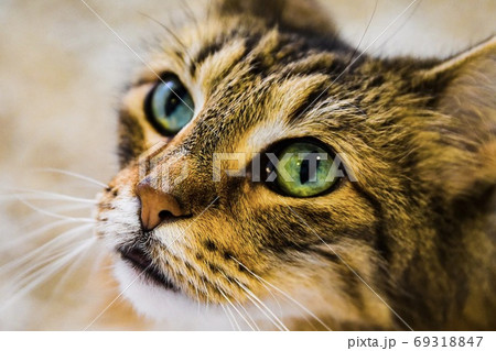 猫の上目遣いの写真素材 [69318847] - PIXTA
