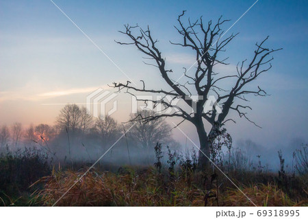 Scenery autumn of meadow and lonely tree in misty morning. 69318995
