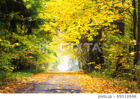 Beautiful fall landscape. Rural road. Beautiful fall landscape. Rural road. 69318996