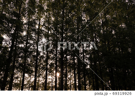 たそがれ時のメタセコイア並木 69319926