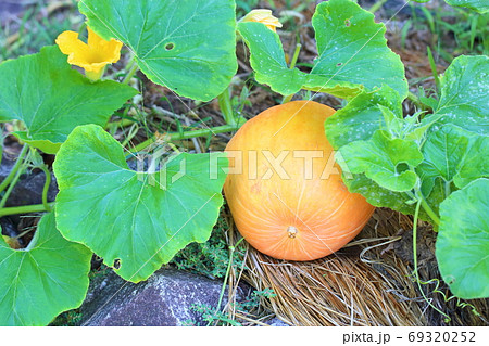 パンプキンの実 69320252