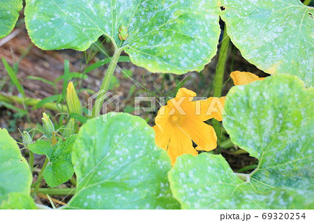 パンプキンの花 69320254