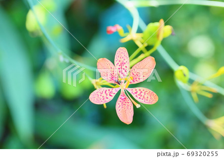 ヒオウギの花 69320255