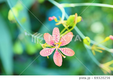 ヒオウギの花 ヒオウギの花 69320256
