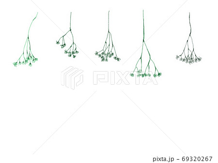 かすみ草のドライフラワーの装飾セットのイラスト素材