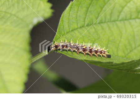 アカタテハの終齢幼虫 アカタテハの終齢幼虫 69320315