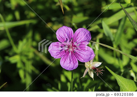 アサマフウロの花 アサマフウロの花 69320386