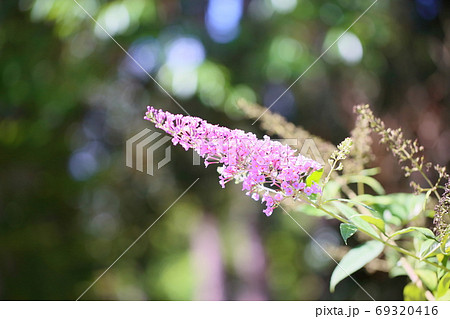 ブッドレアの花の写真素材