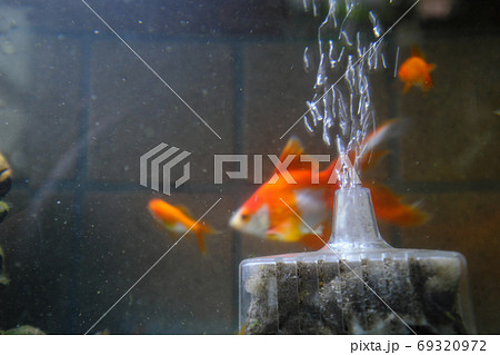 泳ぐ金魚に酸素を送るブクブクの写真素材
