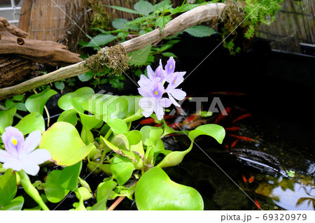 金魚が泳ぐ池に咲くホテイアオイの花の写真素材