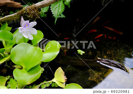 金魚の池に咲くホテイアオイの紫色の花の写真素材