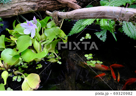 ホテイアオイの花とビオトープの金魚 メダカの写真素材 6939