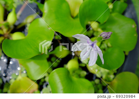 上から見たホテイアオイの綺麗な花の写真素材