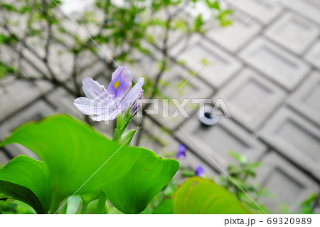 美しいホテイアオイの葉と花 美しいホテイアオイの葉と花 69320989