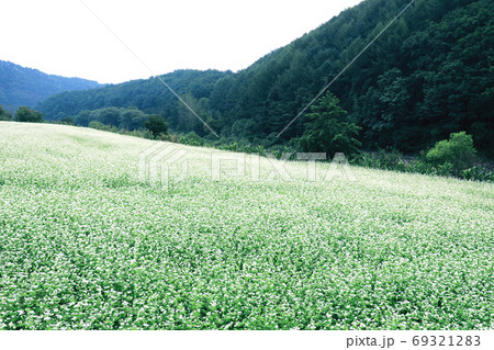 風景 蓬坪 そばの花 69321283