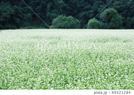 風景 蓬坪 そばの花 69321284