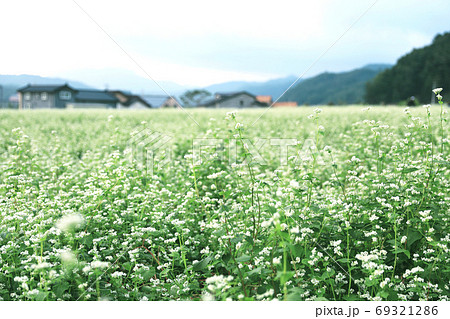 風景 蓬坪 そばの花 69321286