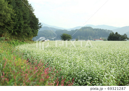 風景 蓬坪 そばの花 69321287