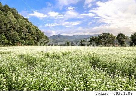 風景 蓬坪 そばの花 69321288