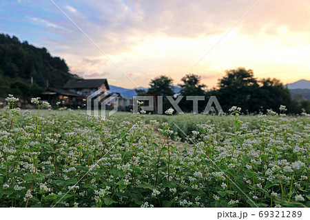 風景 蓬坪 そばの花 69321289