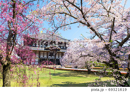 東大寺の春、桜と大仏殿／金堂（奈良県奈良市）2020年4月 69321619