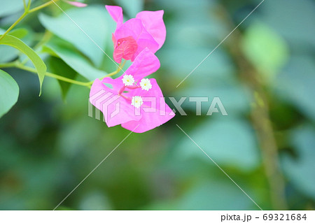 ブーゲンビレアの花 69321684