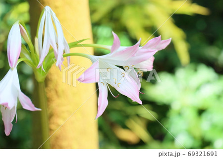 爽やか彩ユリ似の花 爽やか彩ユリ似の花 69321691