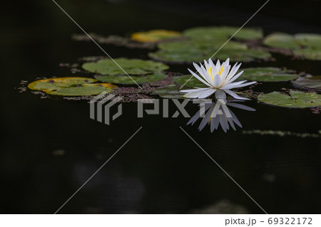 睡蓮 睡蓮 69322172