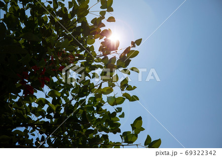 夏の空と木漏れ日の写真素材