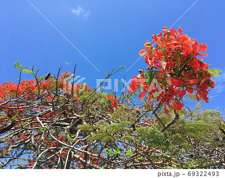 【世界三大花木】ホウオウボクの花 69322493