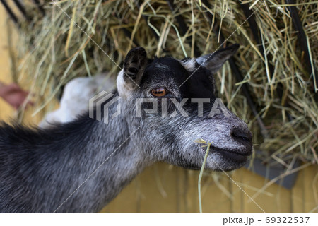 goat young black animal eating straw mammal manger farm goat young black animal eating straw mammal manger farm 69322537