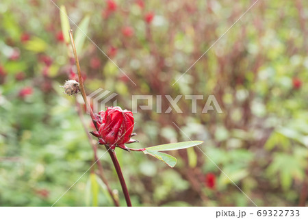 red roselle flowers red roselle flowers 69322733