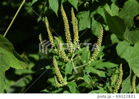 ブタクサ 豚草 秋の花粉症の原因植物の写真素材