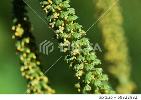 ブタクサ 豚草 秋の花粉症の原因植物の写真素材