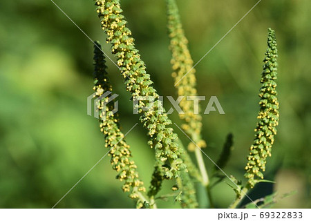 ブタクサ 豚草 秋の花粉症の原因植物の写真素材