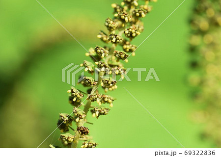 ブタクサ 豚草 秋の花粉症の原因植物の写真素材