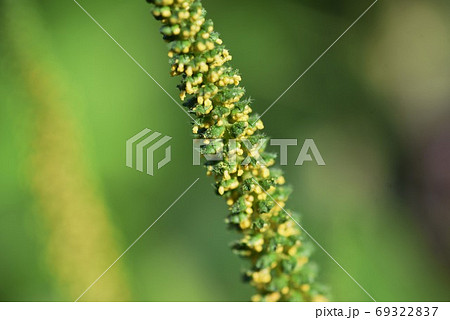 ブタクサ 豚草 秋の花粉症の原因植物の写真素材