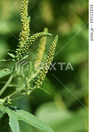 ブタクサ 豚草 秋の花粉症の原因植物の写真素材