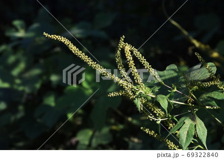 ブタクサ 豚草 秋の花粉症の原因植物の写真素材