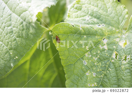 ウリハムシ 69322872