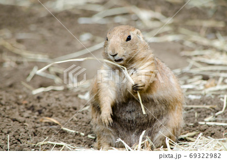 プレーリードッグ 69322982