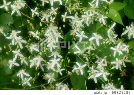 満開のスイカズラ:野の花:河川敷の風景 満開のスイカズラ:野の花:河川敷の風景 69325282