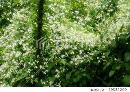 満開のスイカズラ：野の花：河川敷の風景 69325290