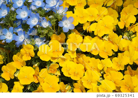 春の花畑 春の花畑 69325341