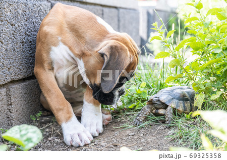 Greek land Turtle testudo marginata and purebreed german boxer Dog best friends in love in the garden Greek land Turtle testudo marginata and purebreed german boxer Dog best friends in love in the garden 69325358