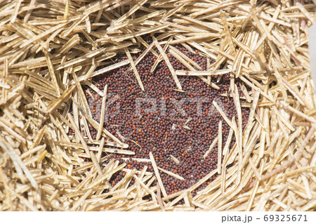 からし菜マスタード 69325671